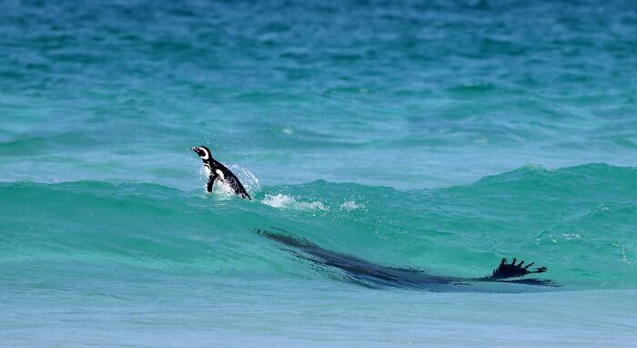 Penguin swimming in turquoise ocean, showcasing avian photography from Bird Photographer Of The Year 2024 Awards.