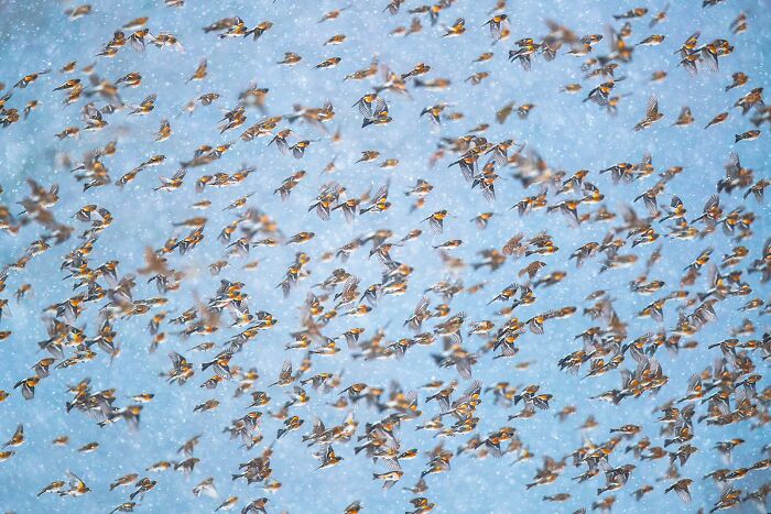 Flock of birds in flight against a snowy sky, showcasing award-winning avian photography.