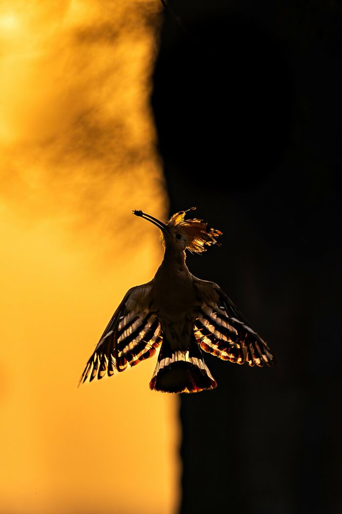 Avian photo of a bird in flight silhouetted against a golden sunset.