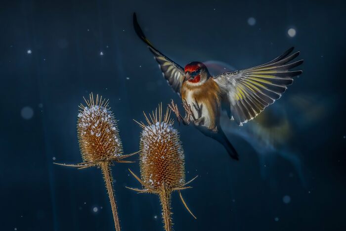 A vibrant bird in flight between two teasels, captured by Bird Photographer of the Year winner, 2024.