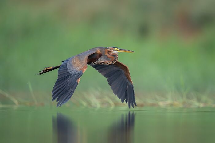 A heron gracefully flying over water, showcasing avian photography excellence.