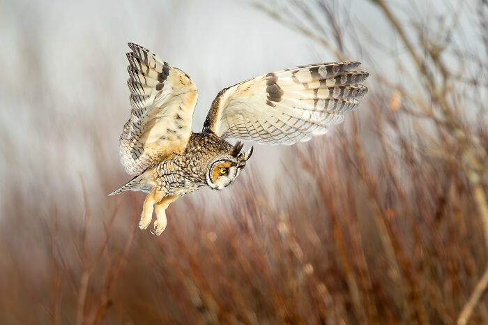 Majestic owl in flight, showcasing one of the best avian photos from Bird Photographer of the Year 2024 Awards.