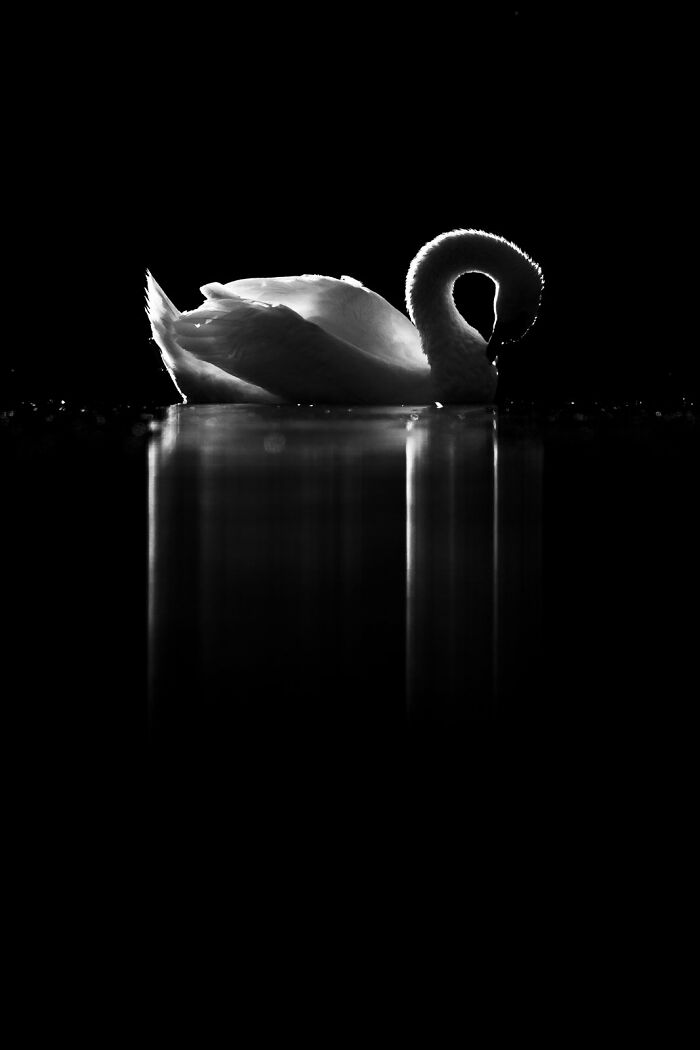 A swan gracefully silhouetted on water, showcasing avian beauty from Bird Photographer of the Year 2024 Awards.
