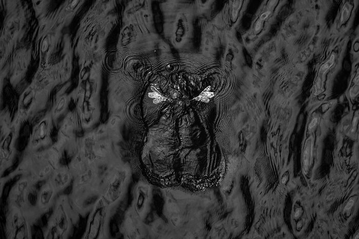 Abstract capture of a bird swimming with wings spread on rippling water, highlighting avian beauty.