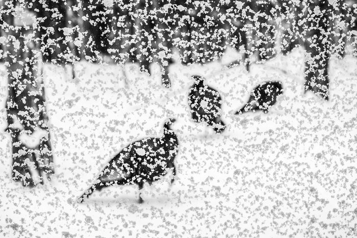 Birds silhouetted in a snowy forest, showcasing award-winning avian photography from 2024.