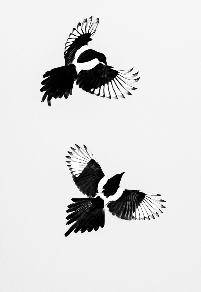 Two black and white birds in flight against a plain background, showcasing avian photography excellence.