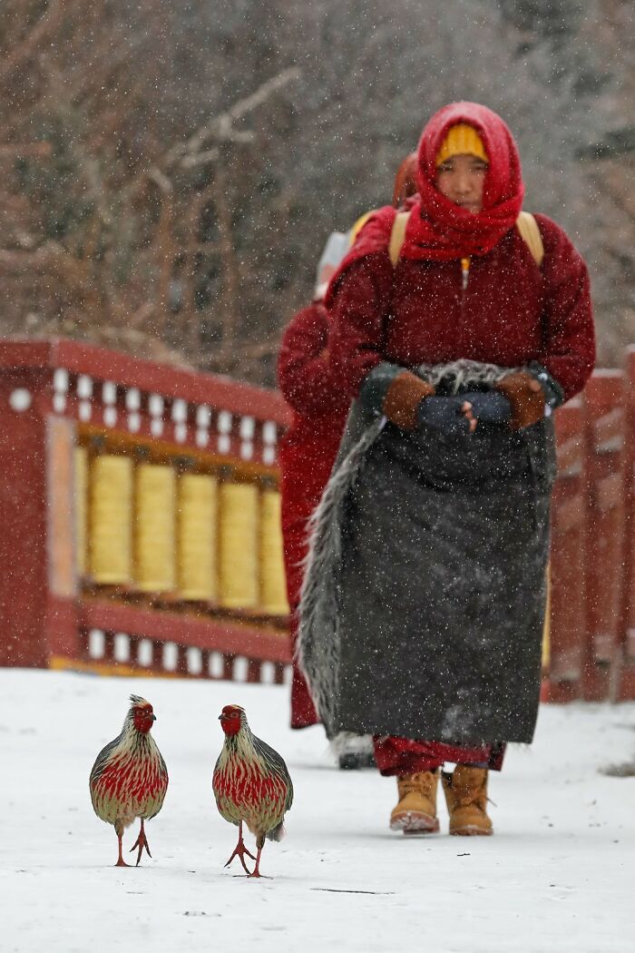 Monks walking in snow with two pheasants, highlighting avian photography with birds in winter scenery.