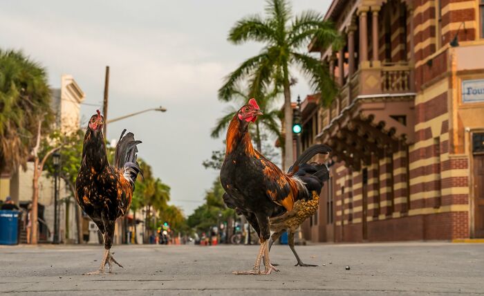 Roosters crossing a street in an urban setting, featured in Bird Photographer Of The Year 2024 Awards.