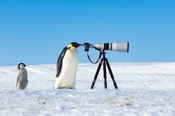 Penguin with a camera on snowy terrain, representing best avian photography.