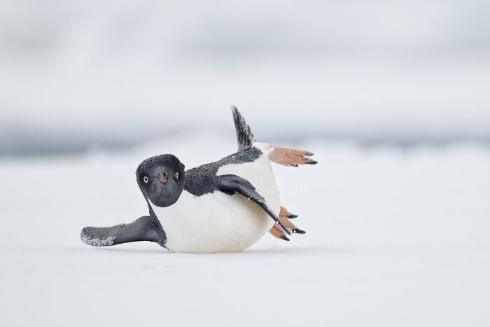 Penguin sliding on snow, representing avian photography excellence at the Bird Photographer of the Year 2024 awards.