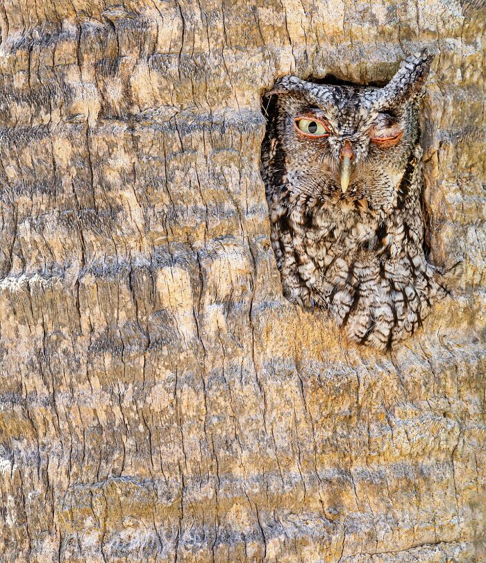 Owl blending into a tree trunk, showcasing expert camouflage in bird photography.