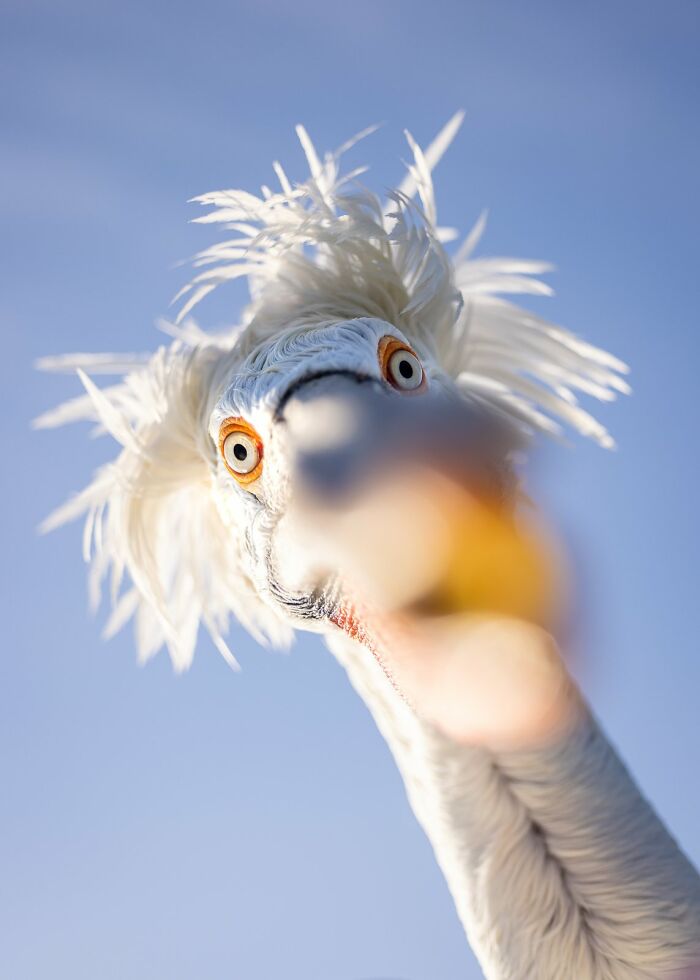 Close-up of a bird with white feathers and orange eyes, captured for Bird Photographer of the Year 2024.