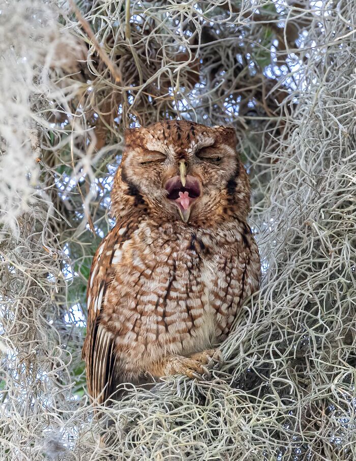Yawning owl perched among branches, showcasing its feathers. Bird Photographer of the Year 2024 entry.