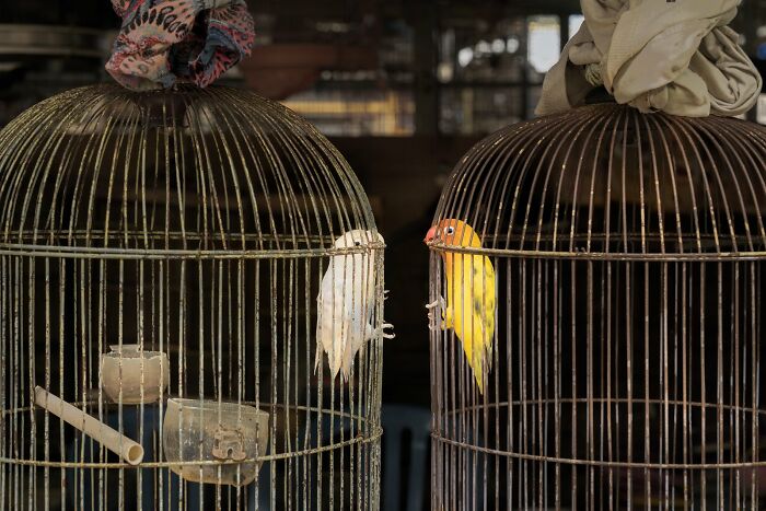 Two colorful birds in separate cages, highlighting avian beauty from the Bird Photographer Of The Year 2024 Awards.