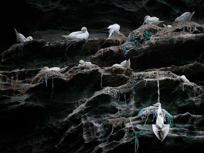 White birds perched on a dark rocky cliff, showcasing award-winning avian photography.