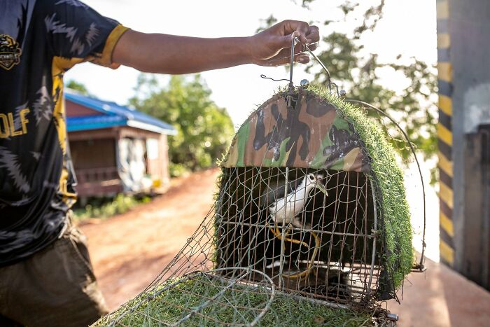 Hand holding a camouflaged bird cage with a bird inside, capturing avian photography essence in an outdoor setting.