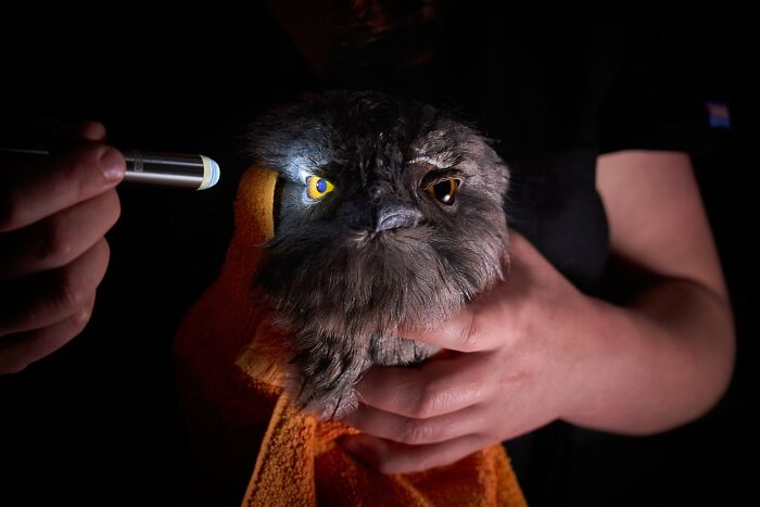 A bird wrapped in a towel, having its eye examined with a flashlight in dramatic lighting.