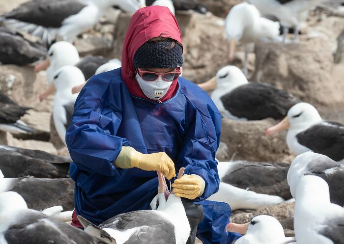Person in protective gear tending to albatrosses, exemplifying avian photography excellence.