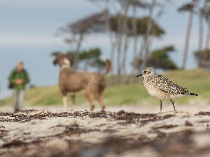 A bird on a sandy beach with a blurred person and dog in the background, showcasing avian photography excellence.