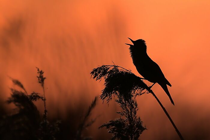 Silhouette of a bird perched on a branch against an orange sunset, featured in Bird Photographer of the Year 2024 Awards.