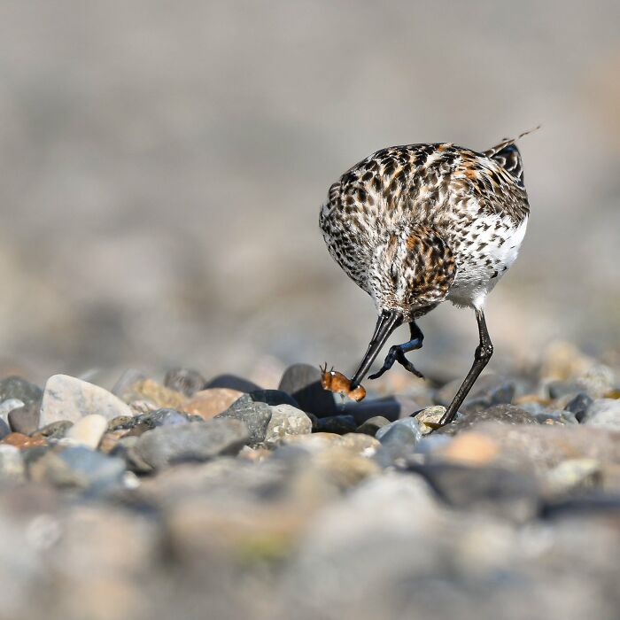 Avian photo featuring a bird pecking at pebbles, highlighted in the Bird Photographer of the Year 2024 awards.