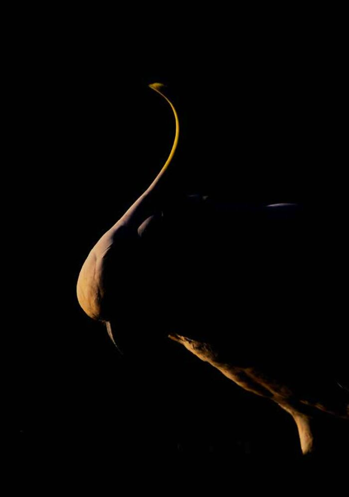 Silhouette of a bird in profile, showcasing elegant curves against a dark background, captured for Avian Photo Awards.