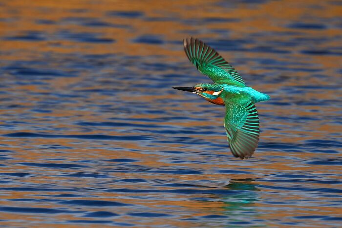 A vibrant kingfisher in flight over water, captured in the Bird Photographer of the Year 2024 awards.