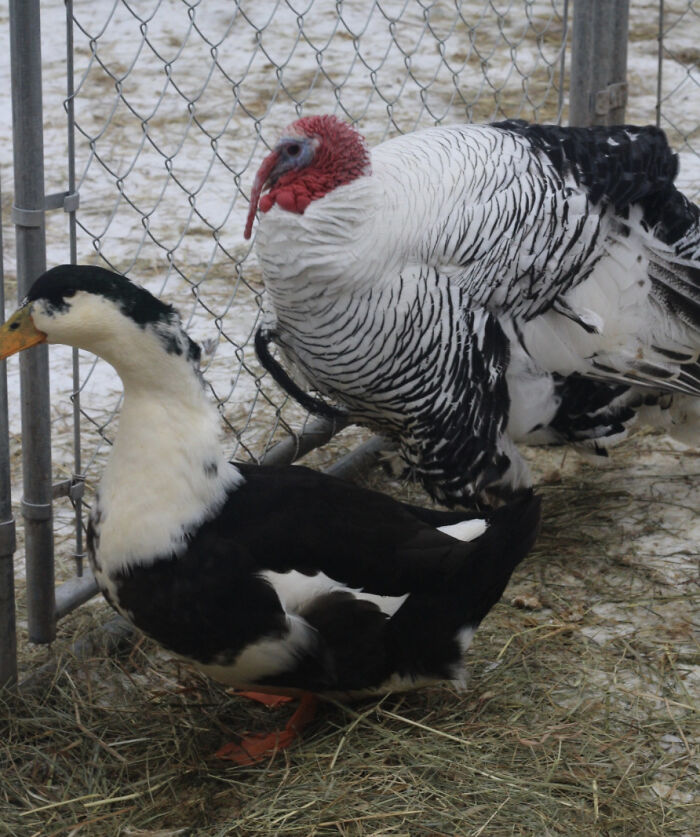 Meet The Turkey Who Thinks He's A Duck