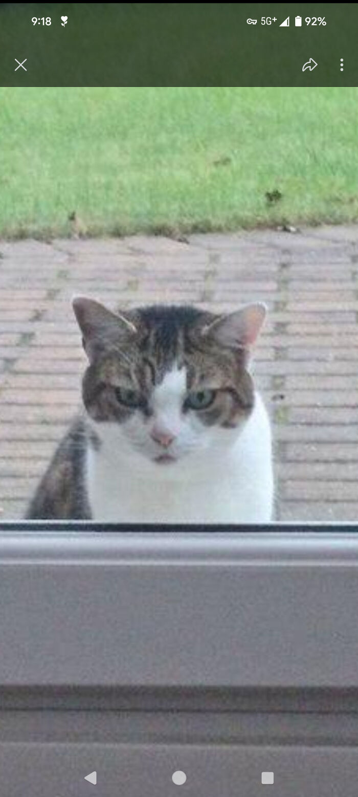 Artist Creates "Boop" Painting Of A Cat's Nose And Finds The Cat&rsquo;s Owner By Pure Chance