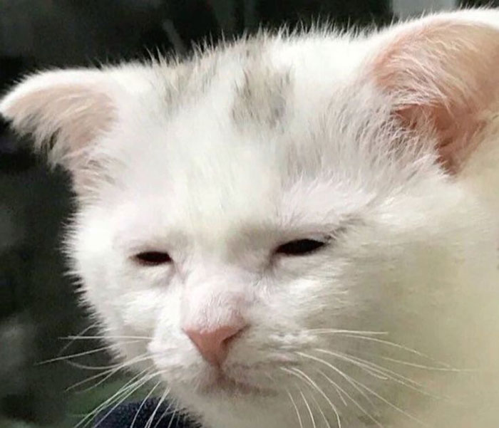 A sleepy white cat with half-closed eyes, capturing the essence of the sleepmaxxing trend.