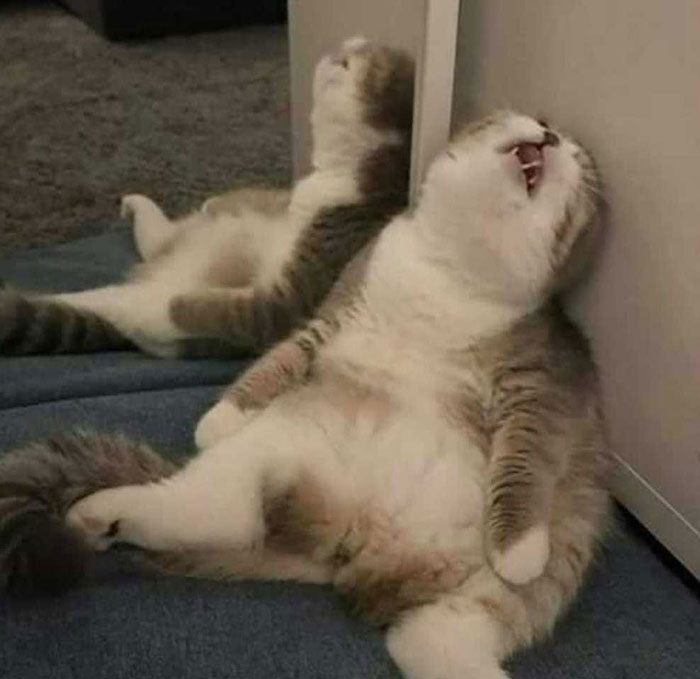 Cat lounging against a wall, mimicking the sleepmaxxing trend in a humorous pose.