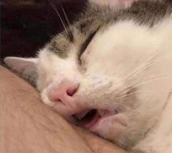 Close-up of a sleeping cat, capturing a 'sleepmaxxing' moment in a peaceful setting.