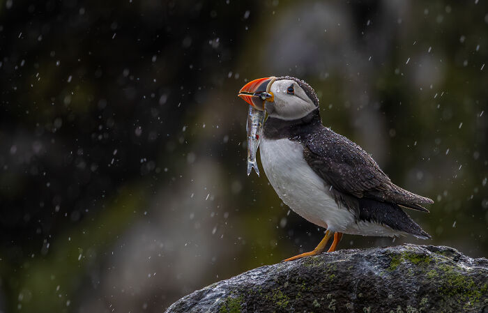 Puffin on a rock with a fish in its beak in the SINWP Bird Photographer of the Year 2024 competition.