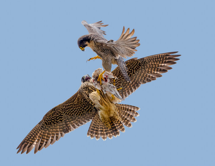 Two falcons mid-air in a dynamic encounter during the Bird Photographer of the Year 2024 competition.