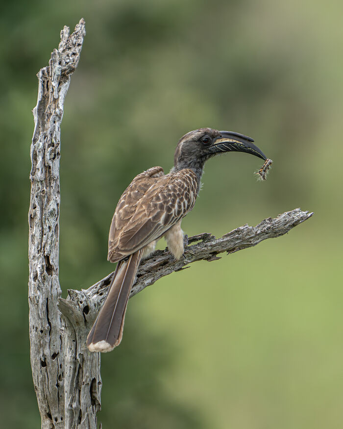 Bird photographer of the year winner: bird perched on a branch with insect in beak.