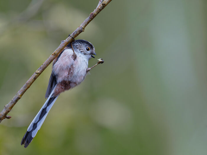 A bird perches on a branch, captured in the Bird Photographer of the Year 2024 competition.