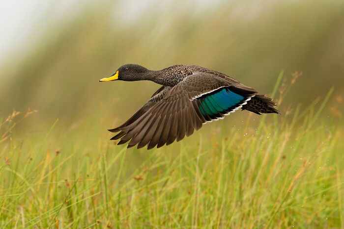 Bird in flight showcasing its vibrant plumage, captured in a winning photo from the Bird Photographer of the Year 2024.