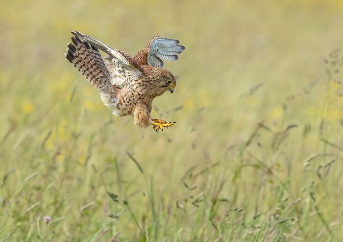 Kestrel hovering over a grassy field, capturing its prey, featured in Bird Photographer of the Year competition.