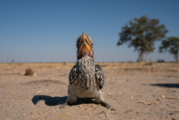 Bird photo competition winner 2024: close-up of a hornbill on sandy terrain with distant trees.