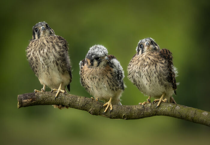 Three young birds perched on a branch, showcasing winning photography from the SINWP Bird Photographer of the Year.