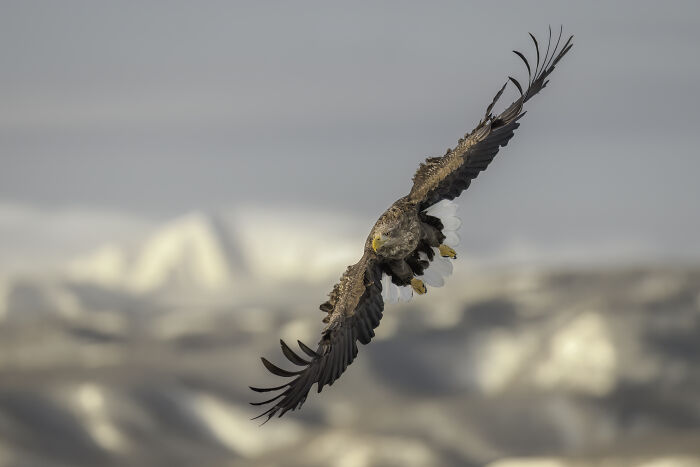 Majestic eagle in flight, showcasing stunning detail. Winners of Bird Photographer of the Year competition highlighted.