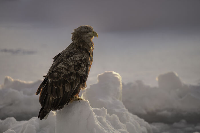 Eagle perched on snow, captured in the Bird Photographer of the Year 2024 competition winner's image.