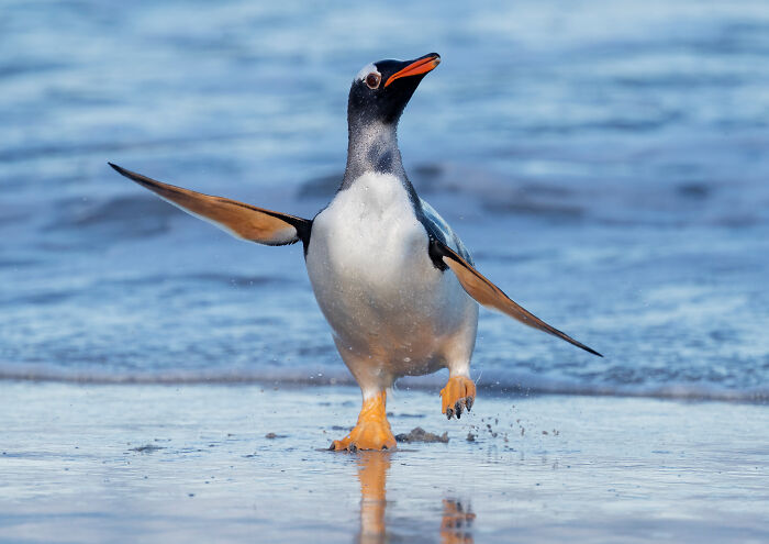 Penguin walking on the beach, a winner in the SINWP Bird Photographer of the Year 2024 competition.