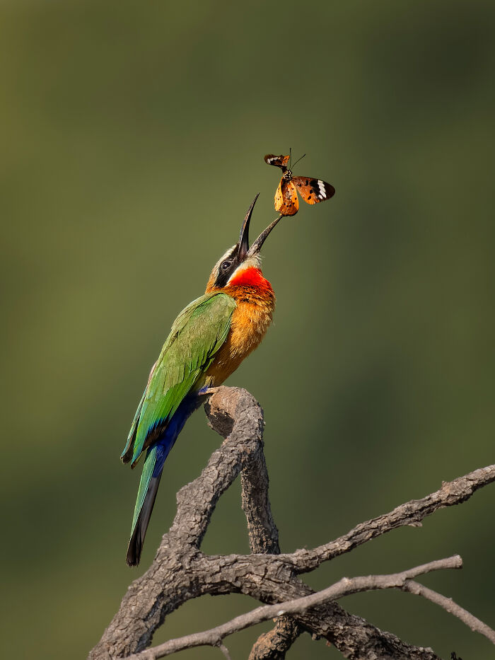 Colorful bird catching a butterfly mid-air, showcasing a winner of the Bird Photographer of the Year 2024 competition.