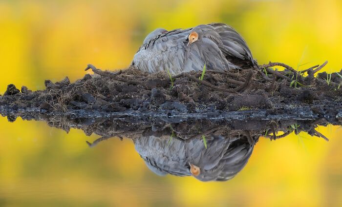 Bird resting on a nest by the water with reflection, vibrant yellow-green background, from 2024 Bird Photographer competition.
