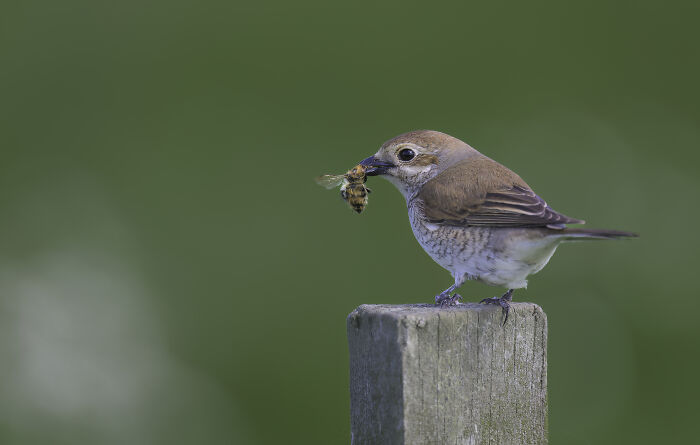 Bird on a wooden post holding an insect. Bird Photographer Of The Year competition winner 2024 captured in detail.