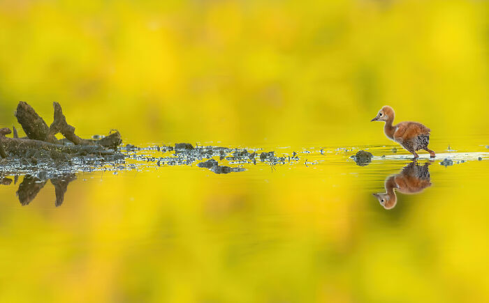 Duckling on calm water with vibrant yellow reflections, showcasing bird photographer of the year competition winner.