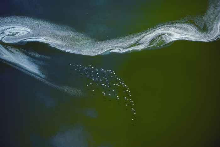 Aerial view of flock of birds flying over green water, abstract patterns; bird photographer competition winner.