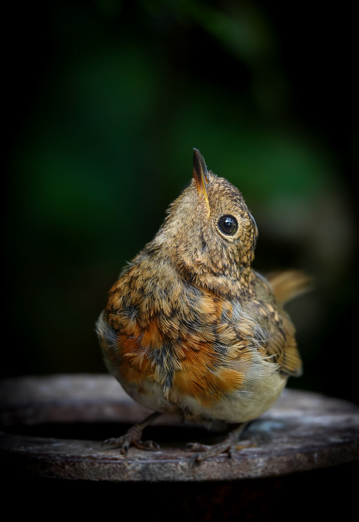 Close-up of a bird, showcasing vibrant feathers, a winner from the SINWP Bird Photographer of the Year 2024 competition.