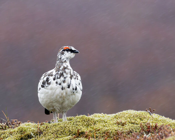 Bird standing on mossy ground, featured in Bird Photographer of the Year 2024 competition winners.